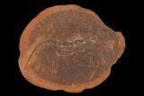 Fossil Shrimp (Essoidia) Nodule - Illinois #143167-1